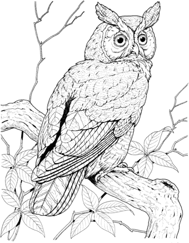 Perched Long Eared Owl Coloring Page